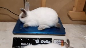 Калифорнийский Кролик l Вес в МЕСЯЦ l Контроль веса в 30 дней