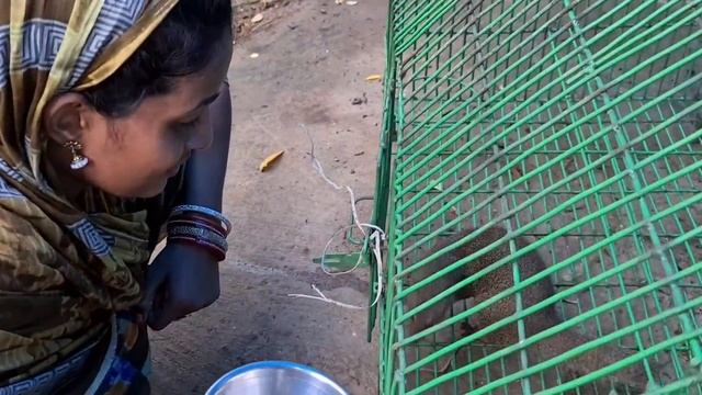 Love and compassion between Monalisa and animals is very interesting. смотреть онлайн