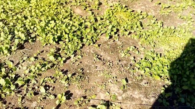 Ловля коноплянки тайником смотреть онлайн