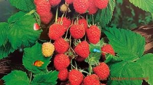 Малина ремонтантная Августина (rubus idaeus) ? Августина обзор: как сажать, саженцы малины Августин