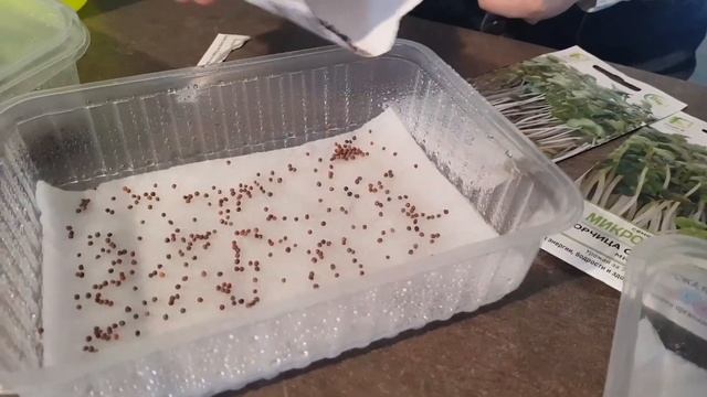 Как вырастить микрозелень  в домашних условиях?