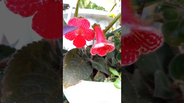 Эписция, балконные цветы. Epping, Balcony Flowers