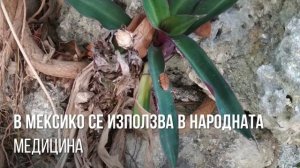 Тропическата традесканция, Рео, Rhoeo, Tradescantia spathacea