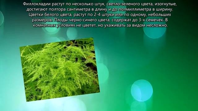 Виды Аспарагуса