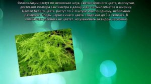 Виды Аспарагуса