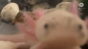 Как ухаживать за аксолотлем