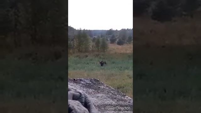 Охота на медведя на овсах смотреть онлайн