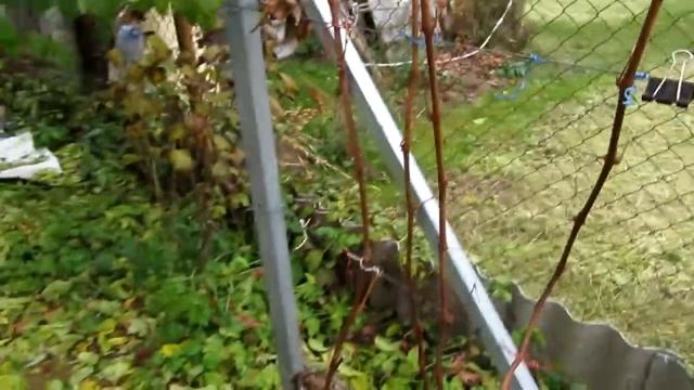 ??Предварительная обрезка винограда / Вызревание лозы / Обработка винограда железным купоросом смотреть онлайн