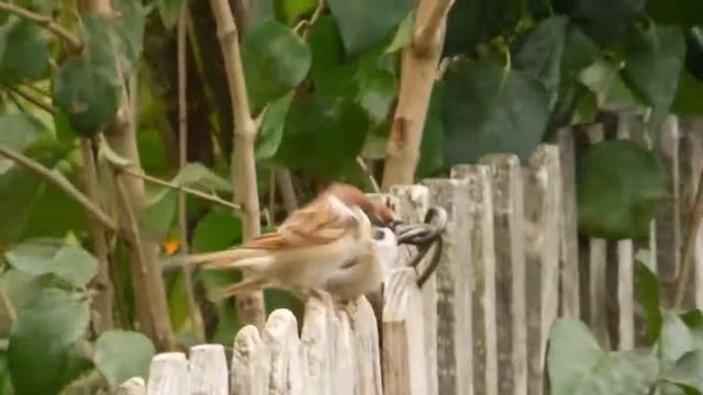 Смешные воробьи)) смотреть онлайн