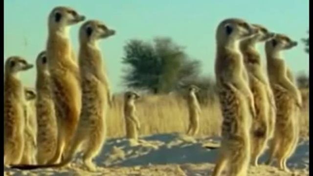 Прикол суслики! смотреть онлайн