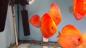 Стимуляция нереста у дискусов.