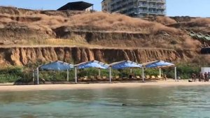 Дельфины подплывают к берегу отеля Уют Тамани