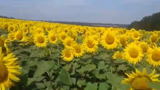 Обзор подсолнуха Alfa seeds сорт "Мишель" смотреть онлайн