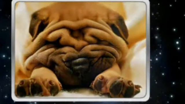 Шар пей Shar Pei смотреть онлайн