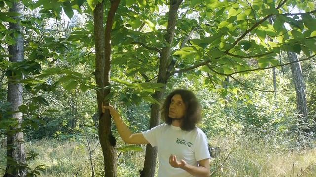 Граб сердцевидный I Carpinus cordata смотреть онлайн