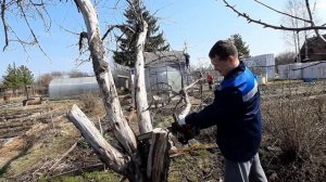 Как спилить дерево в нужном направлении | Как повалить дерево ударом ноги