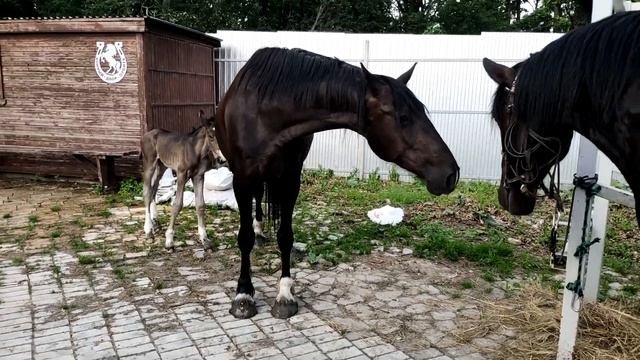 Конный двор "Орбита"