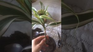 Драцена деремская. Переукоренение и размножение