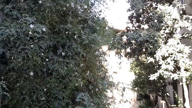 Пение муэдзина смотреть онлайн