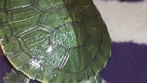 Красноухая черепаха,В Домашних условиях #рекомендации #черепахи #черепашка #черепаха