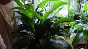 Спатифиллум.  Весеннее пробуждение цветка!