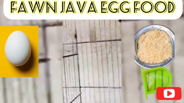 Best Egg Food For Fawn Java Finch 100% Result смотреть онлайн