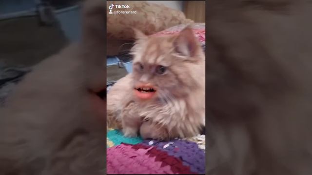 Тынчик.mp4