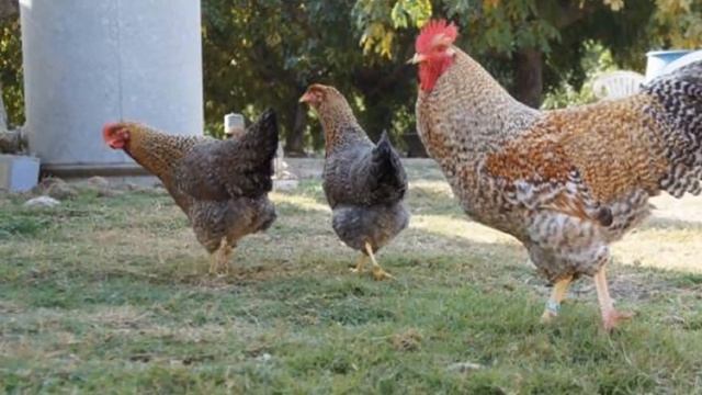 Куры Билефельдер Особенности, плюсы, минусы породы | Птицеводство | Домашние куры несушки