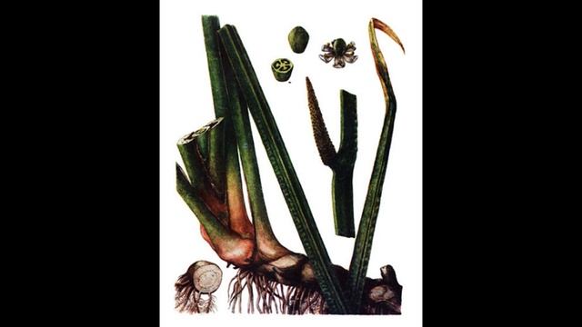 АИР БОЛОТНЫЙ ЛЕЧЕБНЫЕ СВОЙСТВА И ПРОТИВОПОКАЗАНИЯ, ФОТО, ОПИСАНИЕ, В НАРОДНОЙ МЕДИЦИНЕ, ГДЕ РАСТЕТ смотреть онлайн