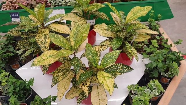 БАУЦЕНТР??ОТЛИЧНЫЙ ВЫБОР КОМНАТНЫХ ЦВЕТОВ??? смотреть онлайн