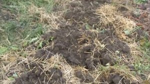 6. Выращивание батата.   Правдиво о батате по урожаю 2020 года