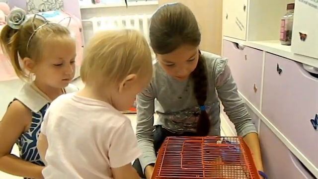 Хомячок Мира! Обустраиваем клетку. Устанавливаем кормушку с кормом для хомячков.