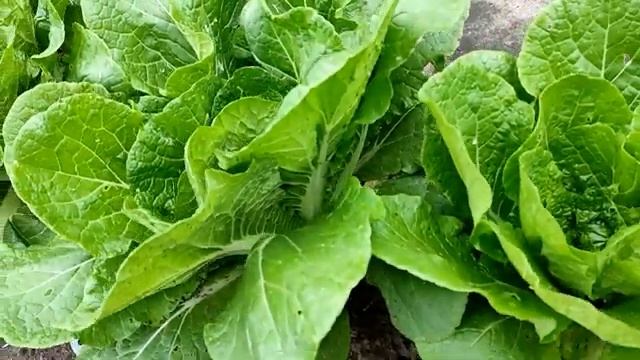 ??КАК ВЫРАСТИТЬ ПЕКИНСКУЮ КАПУСТУ ЛЕТОМ. Делюсь опытом смотреть онлайн