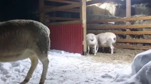 Ярки  Белого Дорпера, 9 месяцев / Young sheep of the White Dorper in Russia