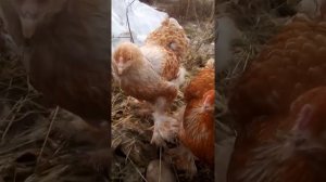 Брама белое золото. Молодежь