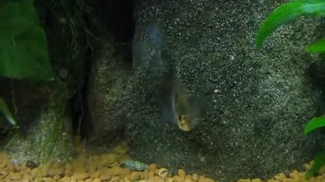 Cleithracara maronii a Gymnocorymbus ternetzi смотреть онлайн