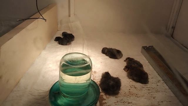 Ухейилюй (лакеданзи). Часть 1. Инкубация и первая неделя жизни. смотреть онлайн