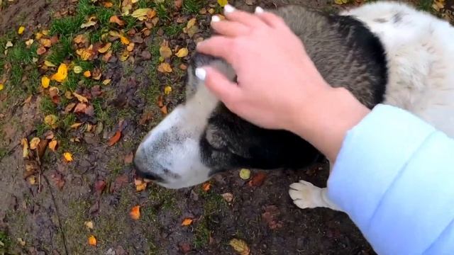 СТРИЖКА АЛАБАЯ | СТРИЖЕМ ХВОСТИКИ |Уход за шерстью| Груминг на дому || Волкодав|| Dog Grooming ?✂️