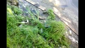 Отравленная Рыба в р.Ликова(Внуково)