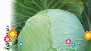 Капуста белокочанная Крюмон F1. Краткий обзор, описание характеристик brássica olerácea