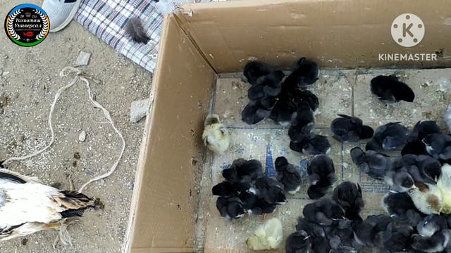 🦃ТАУЫК базар🐓🐬БАЛЫК базар🐠#тахиаташ#каракалпакистан#узбекистан#казакстан#базар#рынок#курица#цыплята смотреть онлайн