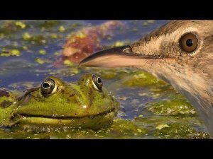 Как дроздовидная камышевка лягушек ловила | Film Studio Aves