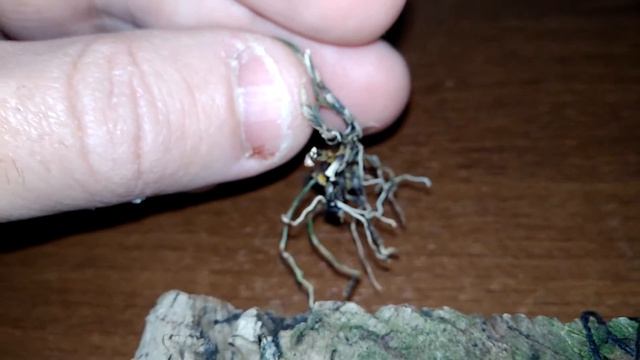 Dendrobium cuthbertsonii. Состояние на 9 ноября 2017г смотреть онлайн