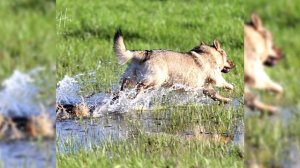 Шведский вальхунд. Плюсы и минусы, Цена, Как выбрать, Факты, Уход, История