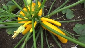 Жёлтые кабачки только радуют.