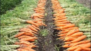 Всё о хранении моркови - как хранить морковь  зимой