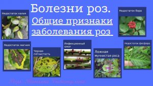 Розы. Недостаток питания.