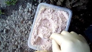Высадили рассаду боремся с медведкой