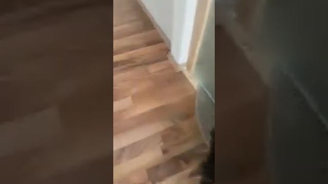Продажа щенков пуделя - мини той пудель