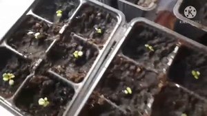 Пикировка клубники, из семян клубники с  морозильника..